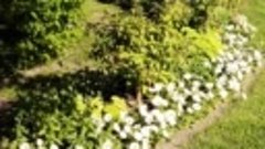 Цветение рододендронов в Петергофе май 2021 г