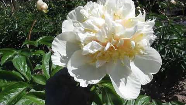 Квитцин пион фото Квитцин пион фото