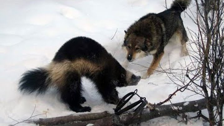 Волк и росомаха фото Волк и росомаха фото