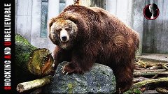 Top 10 -  Biggest Bears on Earth