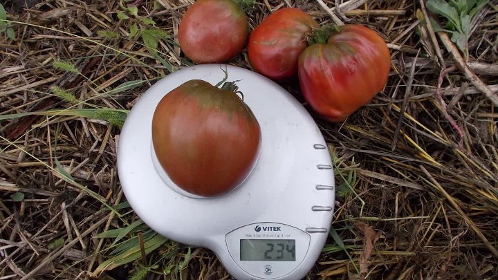 Помидоры бычье сердце черные фото Помидоры бычье сердце черные фото