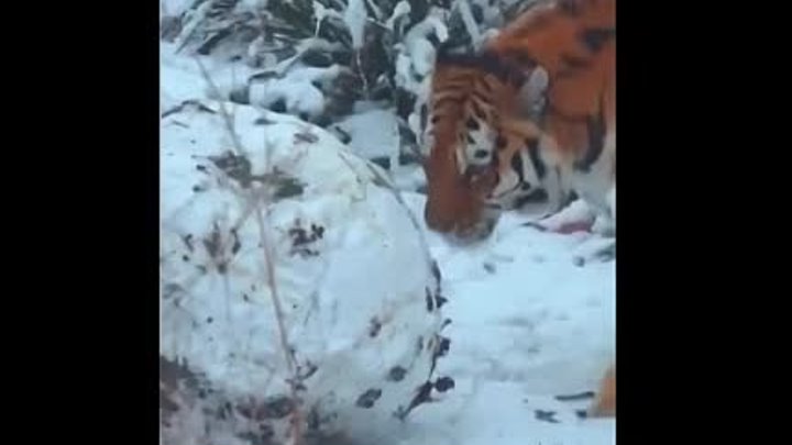 Тигр лепит снеговика! 😊👍