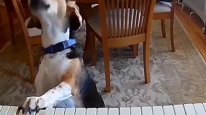Неизвестный талант собаки-пианиста