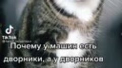 Хвостатый философ.mp4