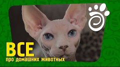 Канадский Сфинкс (Часть Вторая). Все О Домашних Животных