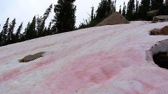 &#39;Strawberry snow&#39; could supercharge climate change