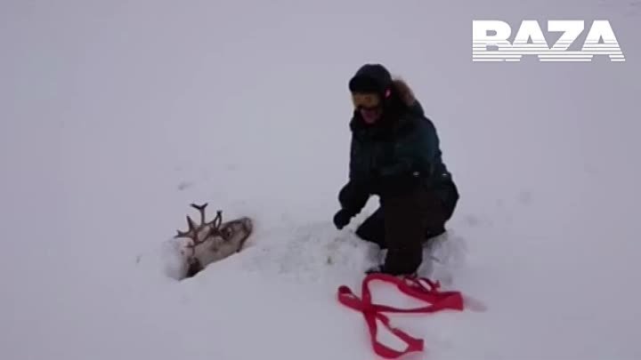 Жители Ижмы спасли оленя, который застрял в снегу и болоте