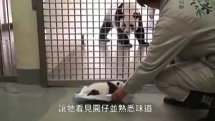 Маме панде вернули малыша реакция! Mom panda brought her baby back r ...