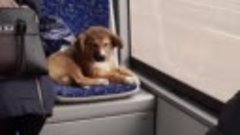 В Воронеже щенок, катавшийся в автобусах, ищет новых хозяев