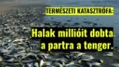 TERMÉSZETI KATASZTRÓFA: HALAK MILLIÓIT DOBTA A PARTRA A TENG...