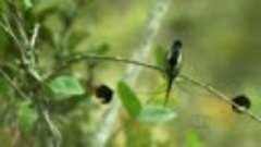 Жизнь колибри - Волшебство в воздухе
