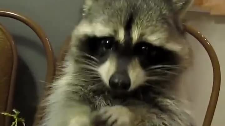 Это racoon ест виноград с его маленькими ручонками