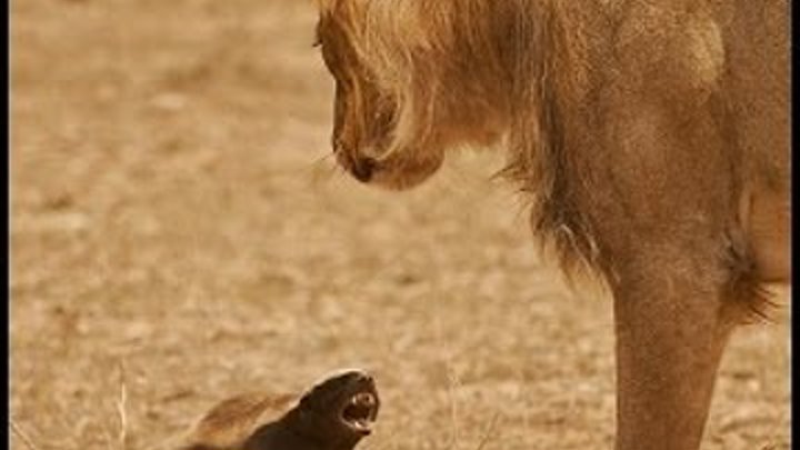 Медоед животное фото против льва видео Медоед животное фото против льва видео