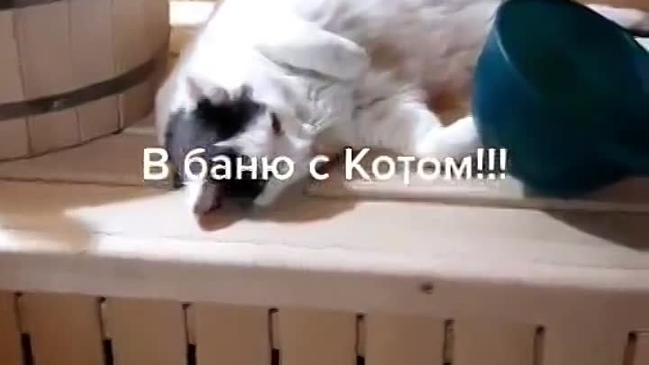 Кот Мурзик, который любит париться в бане 😃