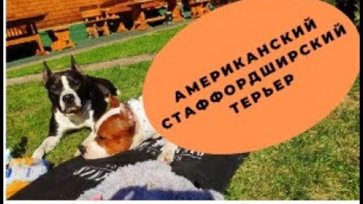 Американский стаффордширский терьер, выгул.