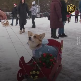 Новогодний парад на четырех лапах