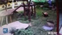 Нападение панды на человека попало на видео