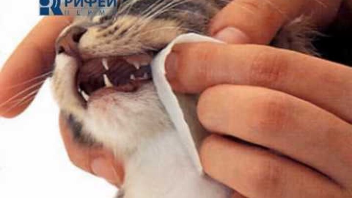 Как выглядят зубы у кота Как выглядят зубы у кота