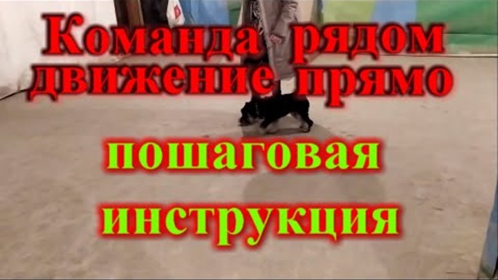 Команда рядом движение прямо с остановкой на примере щенка цвергшнауцера