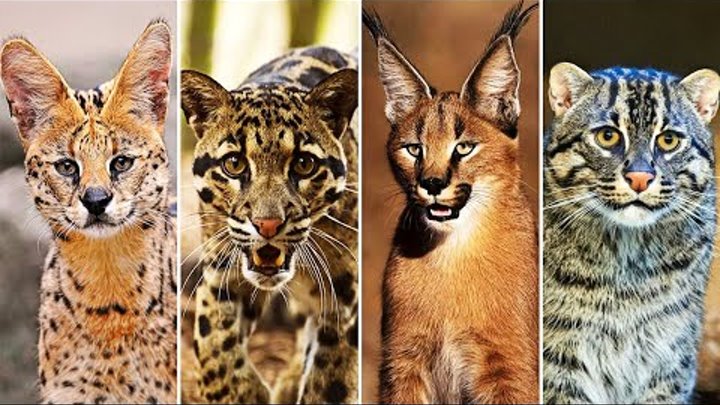 Породы диких кошек с фотографиями и названиями Породы диких кошек с фотографиями и названиями