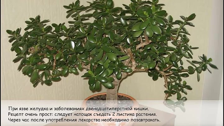 Живое дерево уход в домашних условиях фото Живое дерево уход в домашних условиях фото