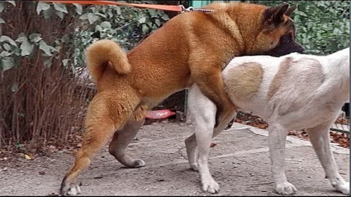 Madam mating Akita GIANT SEX ВЯЗКА СОБАК Акита الكلاب بالجنس