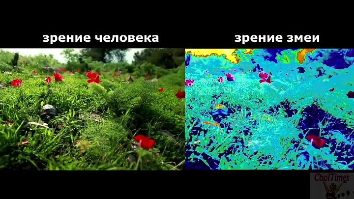 Как видит змея фото Как видит змея фото