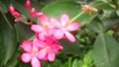[MP4 4K] Music with nature _ Industrious bees 勤勞的蜜蜂