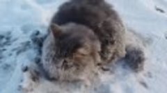 Спасение кота, вмёрзшего в лёд