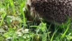 ❤️🦔 Lovely ❤️ Hedgehog 🦔 ❤️