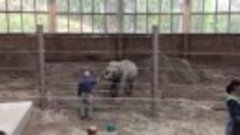 Elephant Show at thr Oregon Zoo