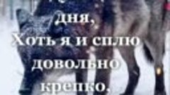 Волк оказался сильнее и благороднее!!! Волк показал, что он ...