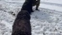 Собаки, брошенные укронаци при отступлении