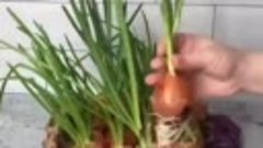 Выращиваем зелёный лук в домашних условиях