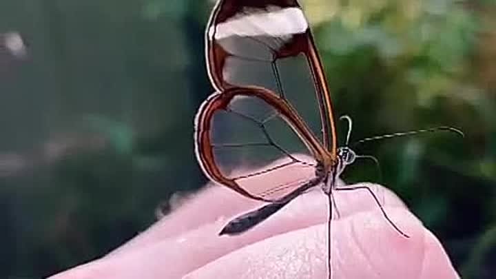 Удивительная бабочка 😍