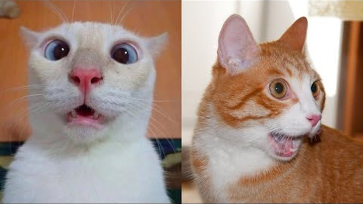 Смешные мемы с котами с озвучкой Смешные мемы с котами с озвучкой