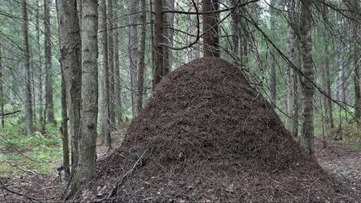 Муравейник лесной просп 47а фото Муравейник лесной просп 47а фото