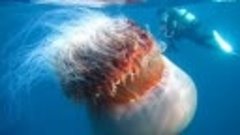 Most Amazing &amp; Bizarre Deep Sea Creatures Part 1 (Reupload)