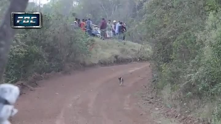 Собака в рубашке родилась