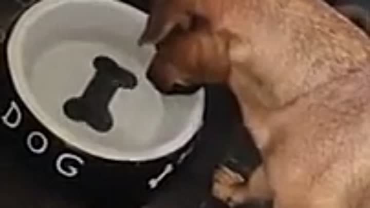 Собака пытается достать со дня миски нарисованную кость