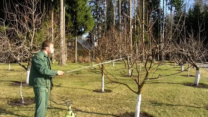 Весенняя обработка сада от вредителей и болезней _ Когда и как обраб ...