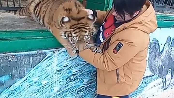 Поцелуи с тигрёнком