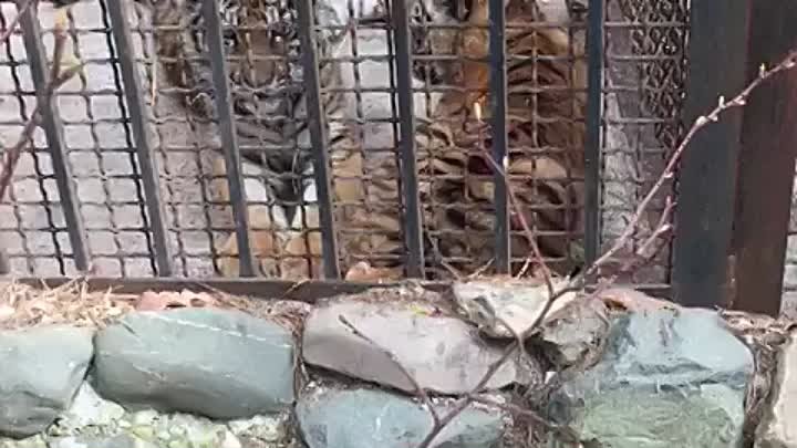Новые обитатели зоопарка Абзаково
