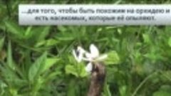 Орхидейный богомол: Цветы-убийцы | Видео 🎥