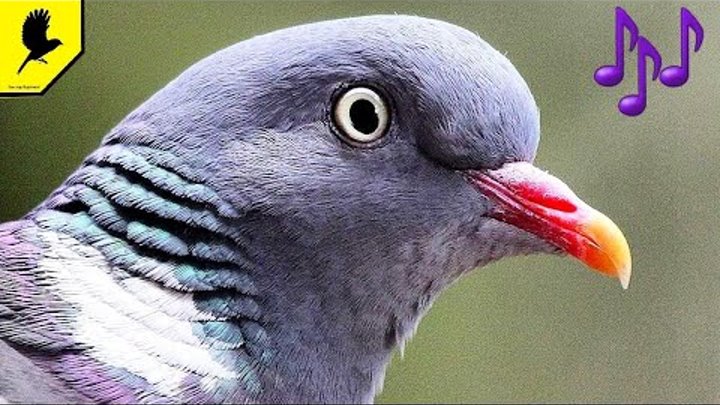 Дикий голубь фото звуки Дикий голубь фото звуки