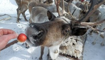 Этно-Тур в Якутию. Yakutia. Праздник оленеводов Эвенкия. GoldenAldan.Ru