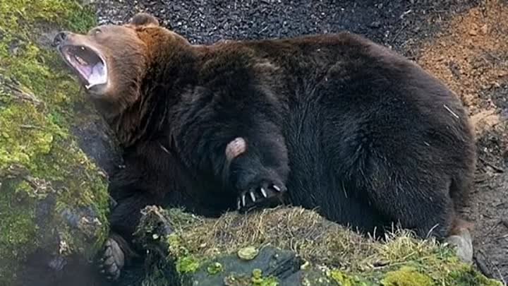 Медведь реальное фото Медведь реальное фото