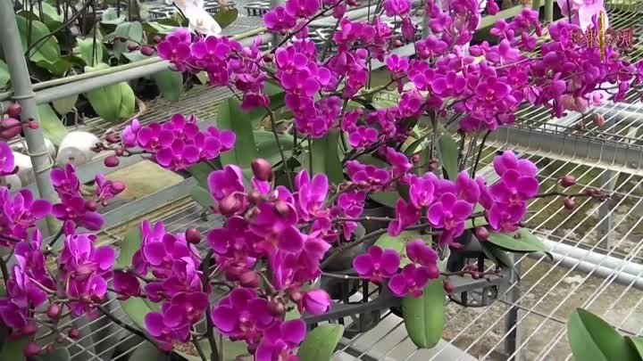 Выставка Орхидей в Тайвань