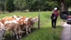 Вот как нужно коров собирать!