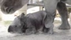 Новорожденный детёныш носорога
Весит детеныш всего 40 кг – э...
